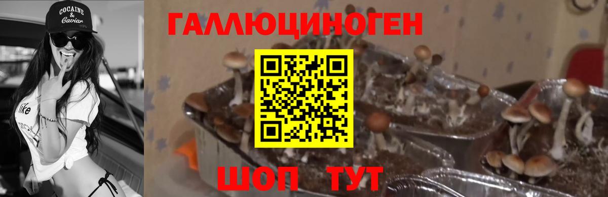 Псилоцибиновые грибы прущие грибы Березники